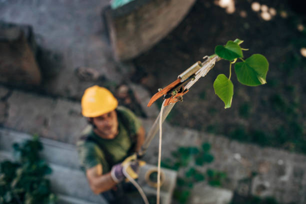 Best Hazardous Tree Removal  in Imperial, PA