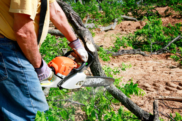 Professional Tree Services in Imperial, PA